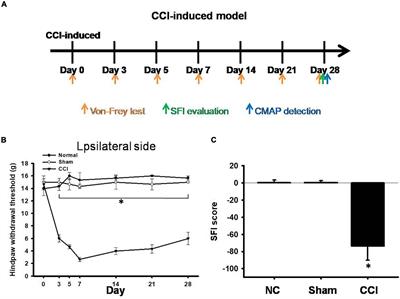 Ameliorative Potential of Hot Compress on Sciatic Nerve Pain in Chronic Constriction Injury-Induced Rat Model